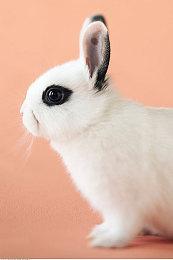 《满庭芳：宋上繁华》新预告 2023年Q1登陆Steam抢先体验